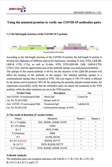 を使用して変異タンパク質を確認するために私たちのCOVID-19抗体ペア