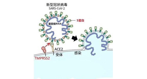 SARS-CoV-2関連試薬