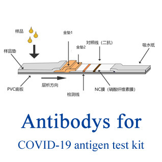 Covid 19 Antigen Test