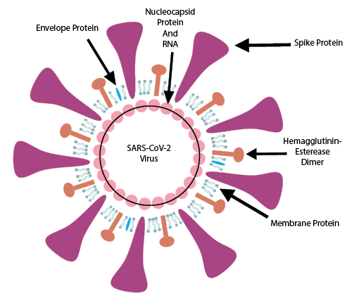 Nucleocapsid Antigen