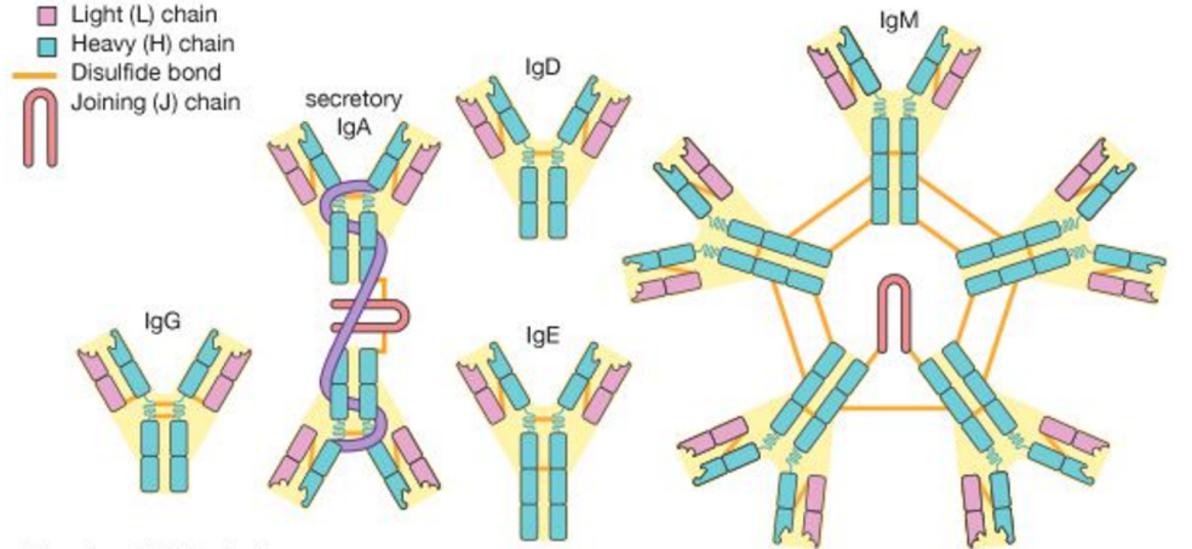 Immunodiagnosisの概要