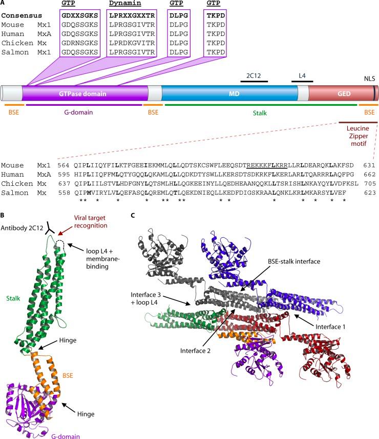 Structure_of_MxA_proteins.jpg